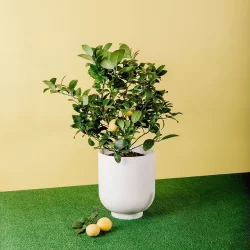 Grow-Anywhere-Meyer-Lemon-Tree-1