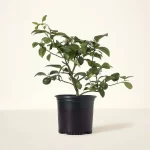 Grow-Anywhere-Meyer-Lemon-Tree-3