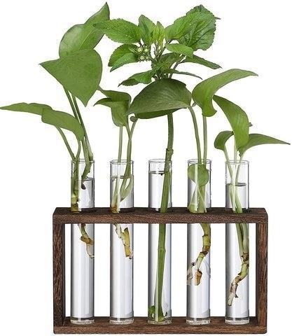 A test tube plant terrarium is a small, enclosed ecosystem that allows you to create a miniature garden inside a glass container, providing a unique and visually appealing way to display and nurture plants.