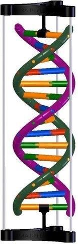 The DNA Desk Model is a scientific representation of the double helix structure of DNA, providing a visual aid for studying genetics and understanding the building blocks of life.