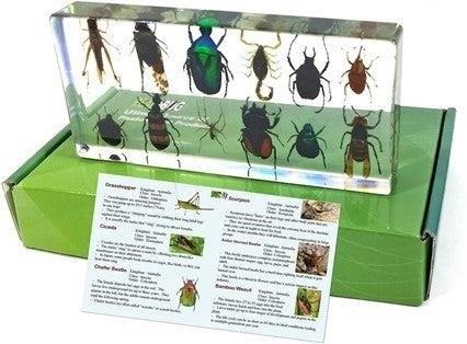 The 12 Bugs Collection Desk Decoration is a whimsical and vibrant addition to any workspace, showcasing a variety of colorful and intricately designed insects that are sure to spark joy and conversation.