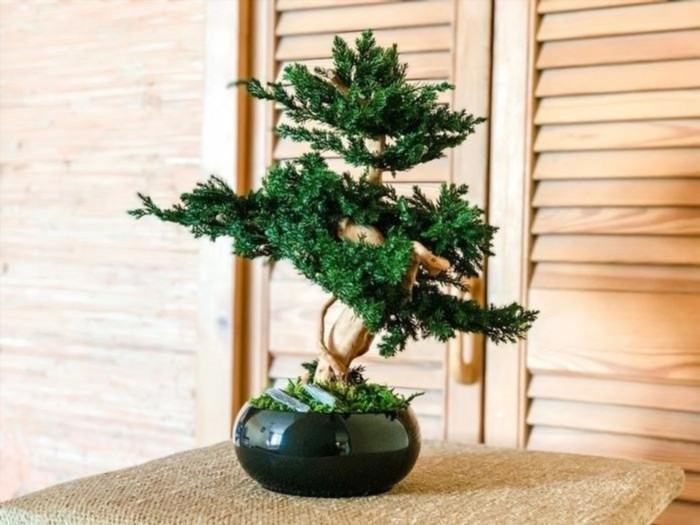Bonsai plant for an exceptional retirement gift.
