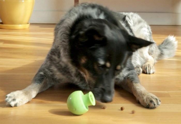 #17 - The fun & mentally stimulating Portoballo is a dog toy that allows you to put kibble inside and observe your dog's attempt to retrieve it! This interactive toy is available for just $3.99.