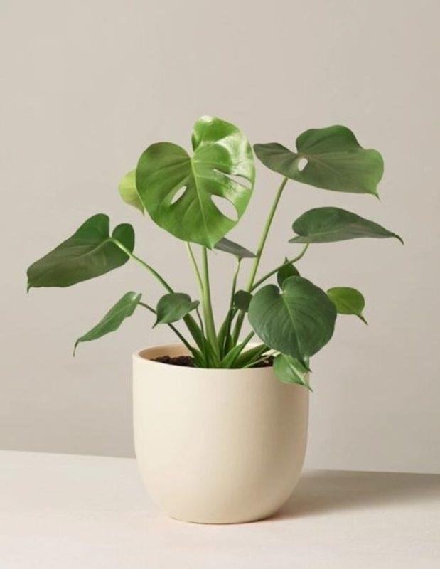 The Sill Monstera Deliciosa: delightful gift for sibling this Father's Day.