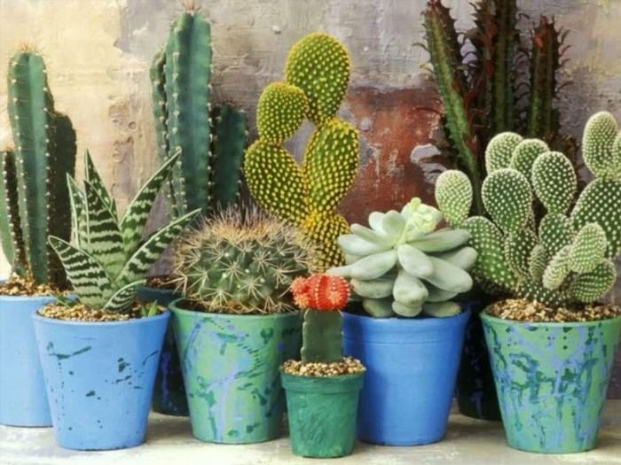 This handy set allows you to nab yourself five stunning succulents and five cute cacti, adding a touch of beauty and charm to your collection.