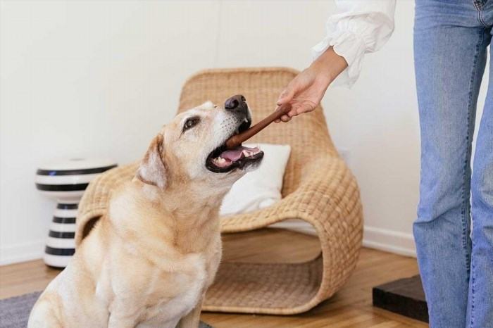 Get well soon gifts for dogs recovering from surgery include a variety of items that can help them feel more comfortable and aid in their healing process.