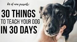 Teaching your dog 30 things in 30 days can improve their obedience and strengthen the bond between you and your furry friend.