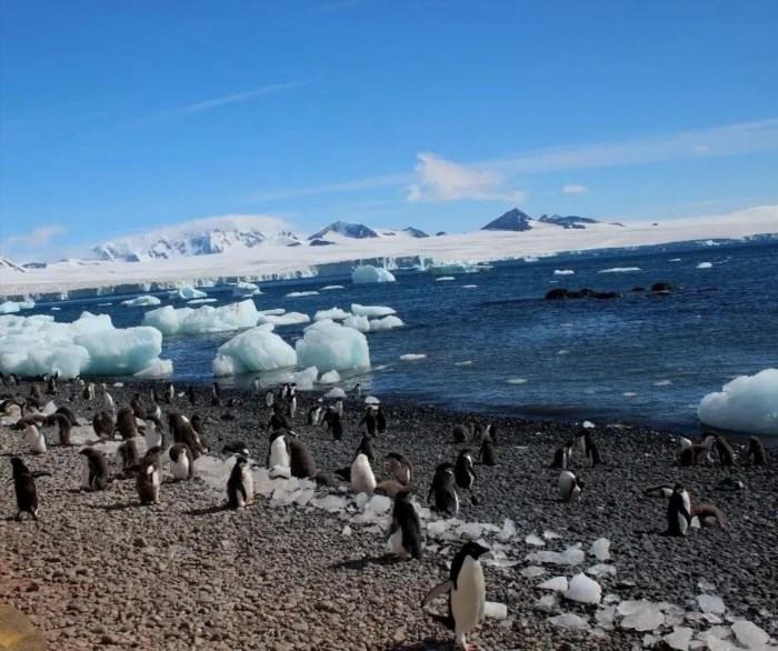 Antarctic shore where you can experience the Polar Plunge.