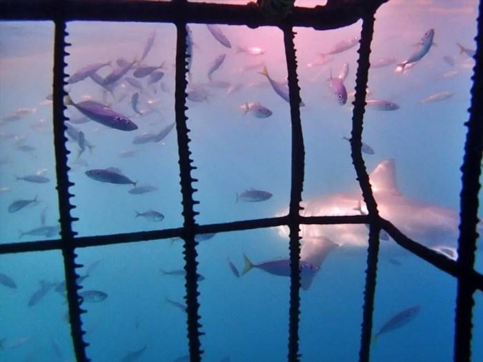 Cage Diving with Large Whites in South Africa.