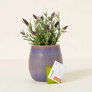 Self-Watering-Lavender-Grow-Kit