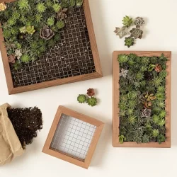 Living-Art-Succulent-DIY-Kit-1