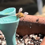 Ceramic Bee Drinking Cup 2