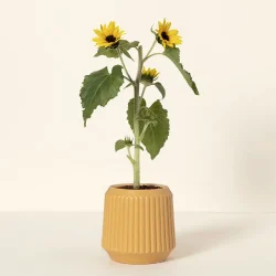 Self Watering Sunflower Grow Kit