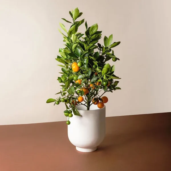 Grow Anywhere Calamondin Tree 1