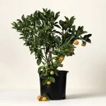 Grow Anywhere Calamondin Tree 2