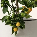 Grow Anywhere Calamondin Tree 3