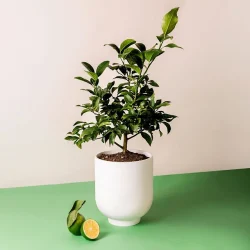 Grow Anywhere Key Lime Tree