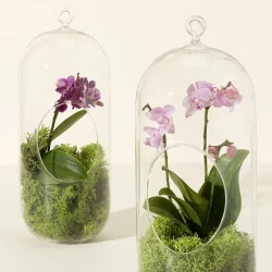 Hanging Orchid Terrarium 1