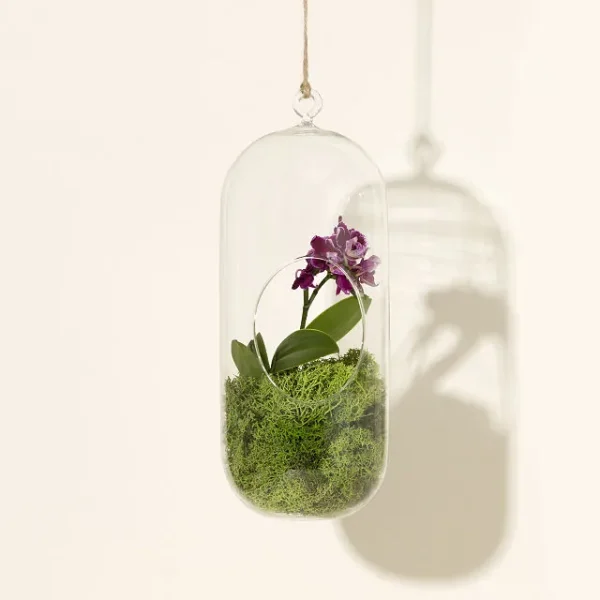 Hanging Orchid Terrarium Pur