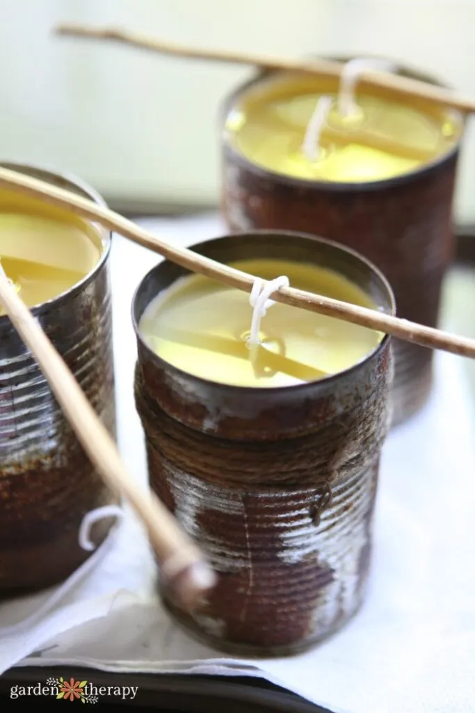 DIY citronella candles cooling down with wicks being propped up with bamboo skewers