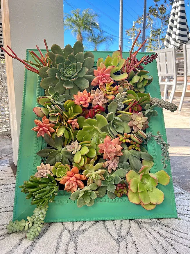 "DIY shadowbox for a succulent frame" width=