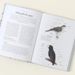 A Field Guide To Backyard Birds Of North America 1