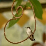 Copper Heart Hummingbird Perch 4