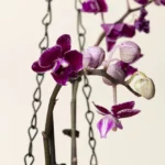 Hanging Orchid In Moss Covered Vase 1