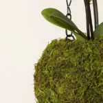 Hanging Orchid In Moss Covered Vase 2