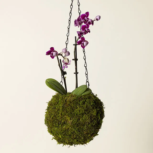 Hanging Orchid In Moss Covered Vase