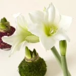 Artisan Waxed Amaryllis Bulb 2