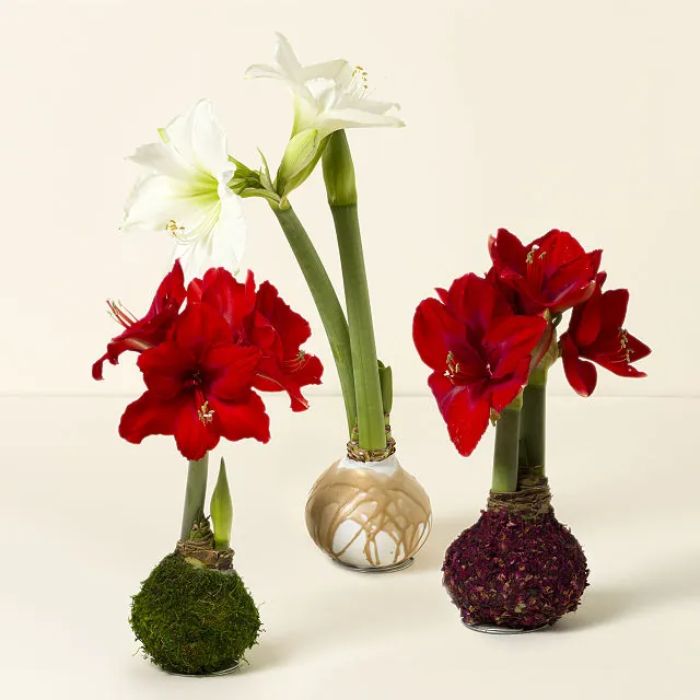 Artisan Waxed Amaryllis Bulb