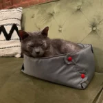 Cat Compression Box