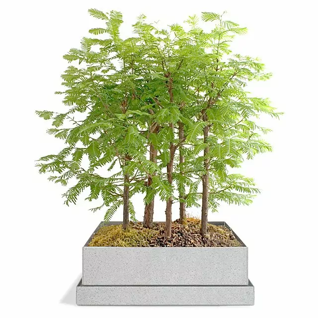 Dawn Redwood Bonsai Forest