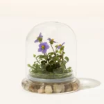 Fairytale Glass Encased Live Persian Violet