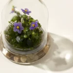 Fairytale Glass Encased Live Persian Violet 2