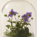 Fairytale Glass Encased Live Persian Violet 3