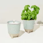 Glow & Grow Candle Grow Kit