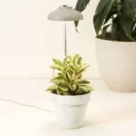 Instant Sun Houseplant Grow Lamp 2