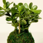 Jade Plant Kokedama 3