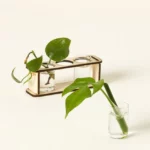 Plant Lover Earring Set & Propagation Station 1