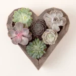 Redwood Succulent Heart Kit 3