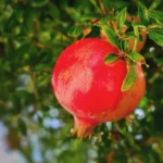 Sweet Pomegranate Fruit Tree 1