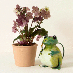 61213_fredthefrogwateringcan