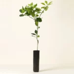 Blood Orange Tree 1