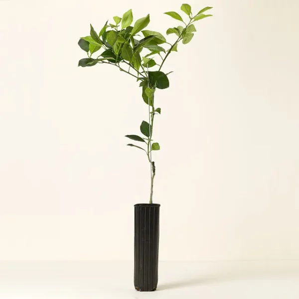 Blood Orange Tree 1