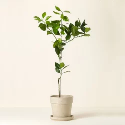Blood Orange Tree