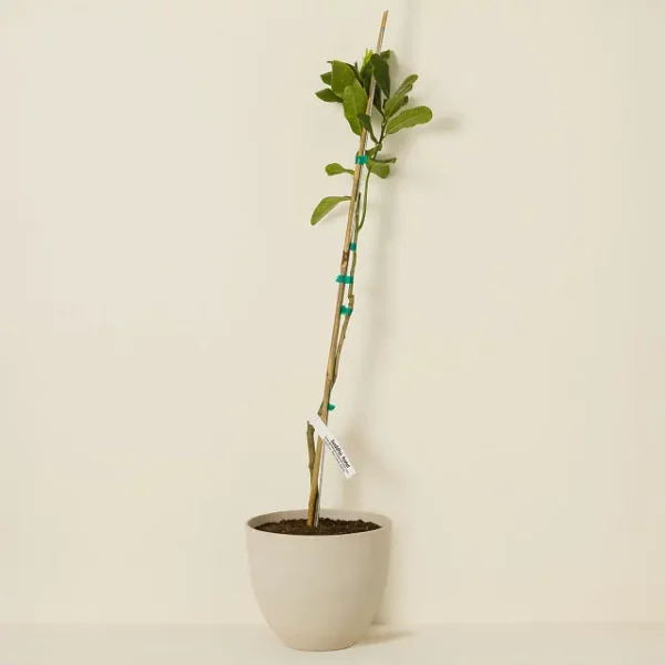 Buddha's Hand Tree