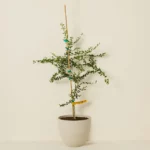 Lime Caviar Tree