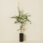 Lime Caviar Tree 2